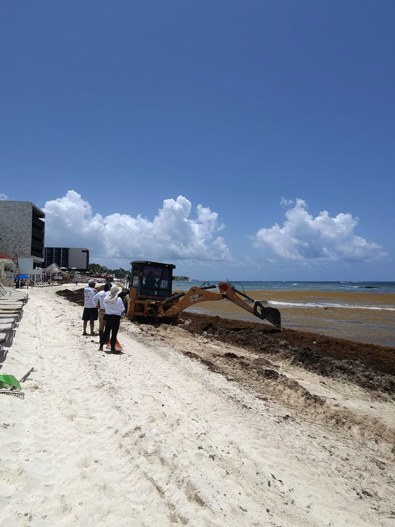 Sargassum Seaweed in Mexico: What You Need to Know Before Booking That Beach Vacation